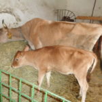 DSC06000