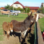 DSC06029