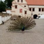 IMG_20220527_101840